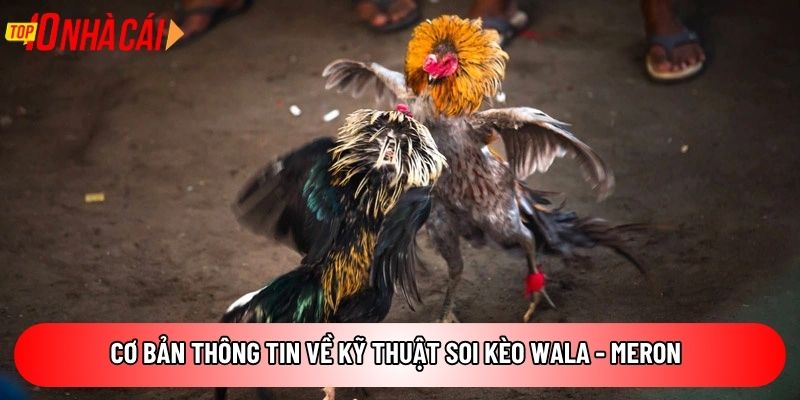 Cơ bản thông tin về kỹ thuật soi kèo Wala - Meron